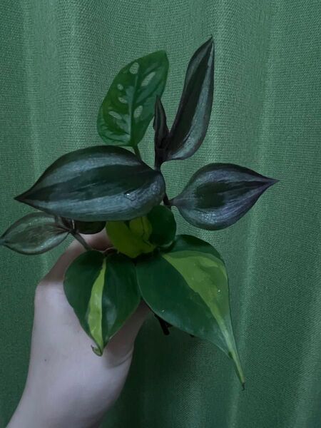 【抜き苗・ネコポス】植物セット モンステラ マドカズラ フィロデンドロンブラジル トラディスカンティア B