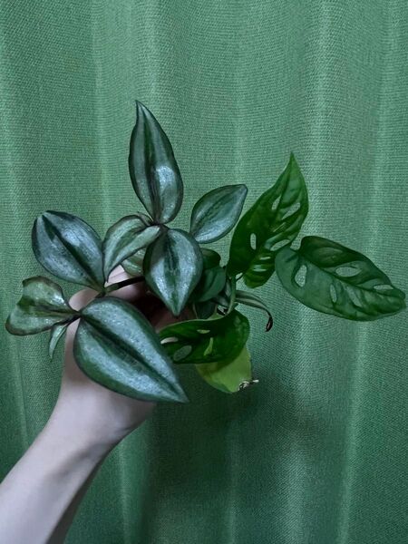 【抜き苗・ネコポス】植物セット モンステラ マドカズラ フィロデンドロンブラジル トラディスカンティア C
