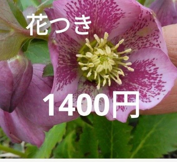クリスマスローズ 花 ピンク色 模様あり 1株 花つき つぼみつき 大株 開花株