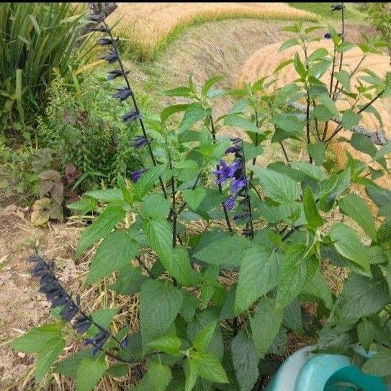 メドーセージ 苗 3芽青色 紺色