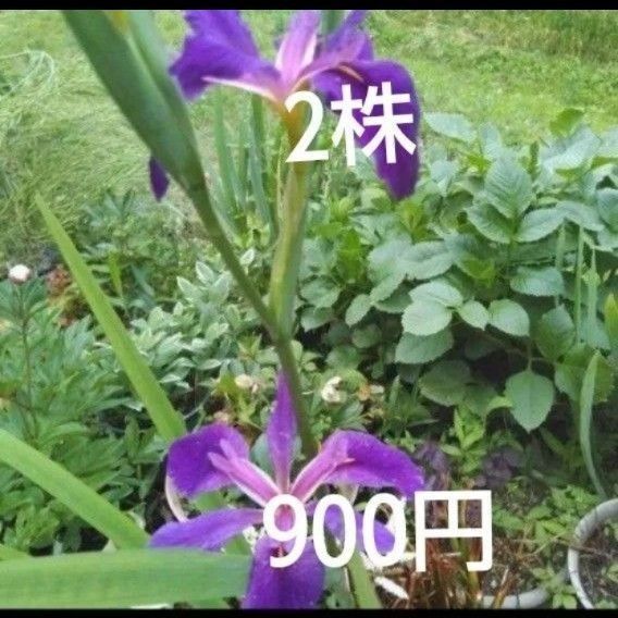 あやめ しょうぶ かきつばた 苗 球根 2株