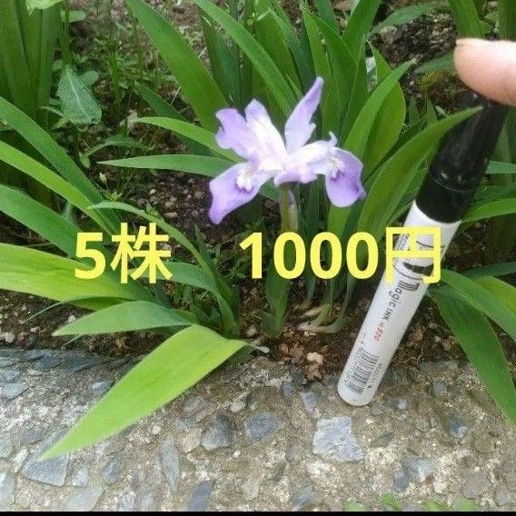 コアヤメ ミニ アヤメ 菖蒲 5芽 紫色 白色