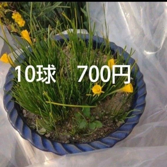 ペチコート 水仙 すいせん 黄色 球根 10個