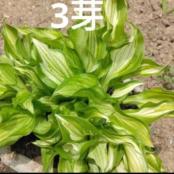 ギボウシ ホスタ 花 苗 白色 緑色 黄緑色 斑入り 3芽