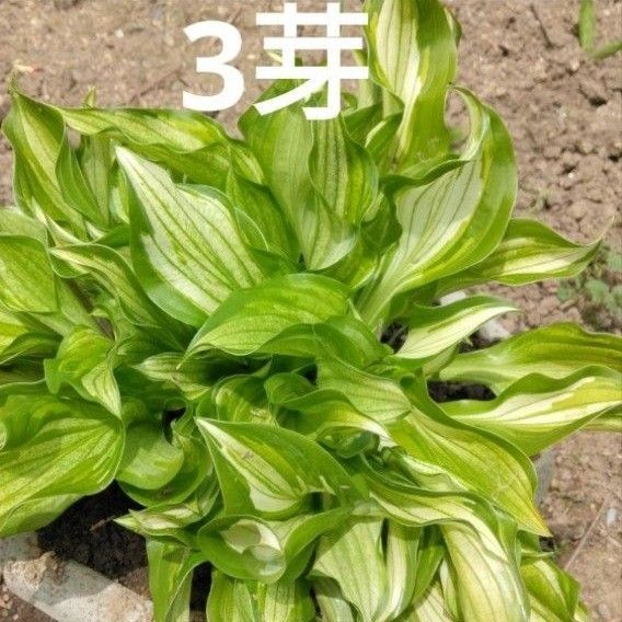 ギボウシ ホスタ 花 苗 白色 緑色 黄緑色 斑入り 3芽