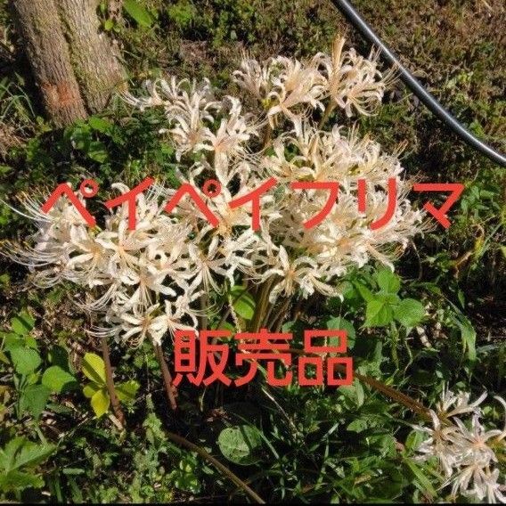 彼岸花 ひがんばな 球根 4個 ホフホワイト 白色