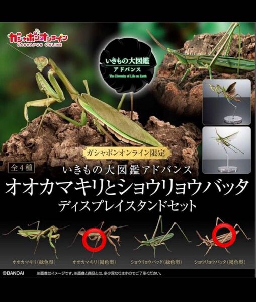 オンライン版 オオカマキリ ショウリョウバッタ いきもの大図鑑アドバンス 2種類