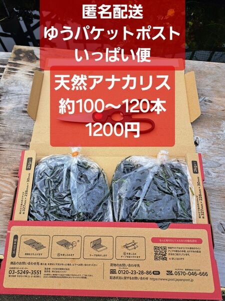 【匿名配送】天然アナカリス、ゆうパケットポストいっぱい便 約100~120本 オオカナダモ