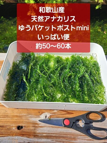 【匿名配送】天然アナカリス、ゆうパケットポストminiいっぱい便 オオカナダモ