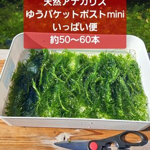 【匿名配送】天然アナカリス、ゆうパケットポストminiいっぱい便 オオカナダモ