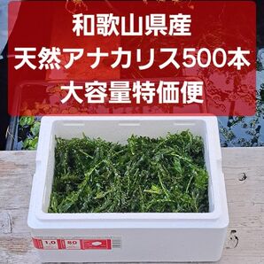【匿名配送】天然アナカリス500本!大容量特価便!!オオカナダモ
