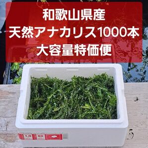 【匿名配送】天然アナカリス1000本!大容量特価便!!オオカナダモ