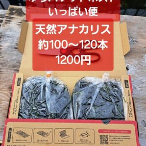【匿名配送】天然アナカリス、ゆうパケットポストいっぱい便 約100~120本 オオカナダモ