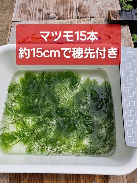 【匿名配送】穂先付きマツモ約15cm 15本 無農薬 アマフロセット可