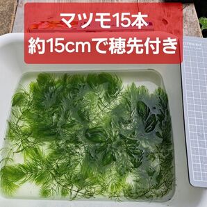 【匿名配送】極上マツモ約15cm 穂先付き15本 無農薬 アマフロセット可