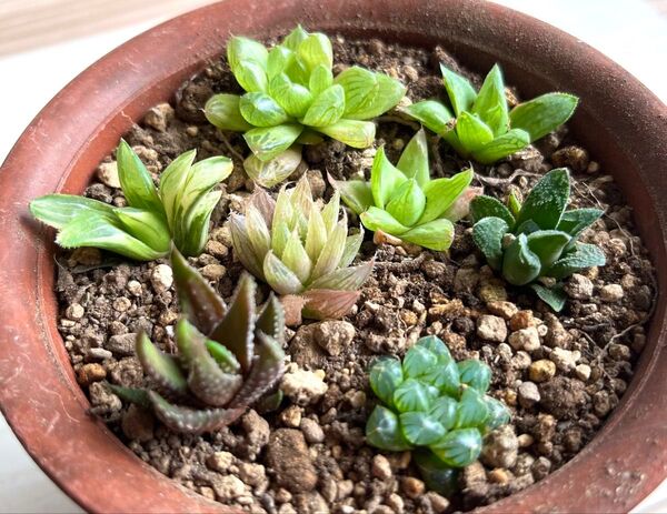 多肉植物 ハオルチア 8種セット(斑入りあり)抜き苗