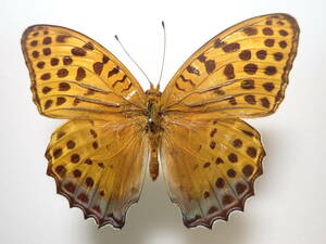 ** north India. oo yama green leopard mon* field goods ** foreign product butterfly butterfly kind butterfly specimen butterfly butterfly specimen butterfly kind specimen specimen insect insect .. specimen . thing .