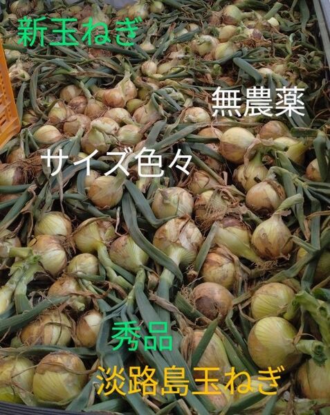 新玉ねぎ 早生 七宝 淡路島 玉ねぎ 時期限定 サイズ色々 5キロ