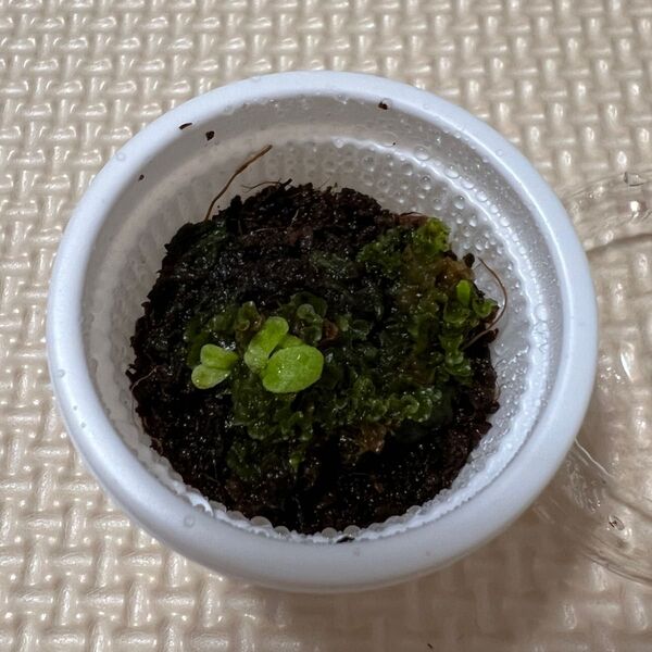 P.willinckii moonlight "月光爪哇" × P.SS foong mix spore 胞子培養 前葉体 胞子体