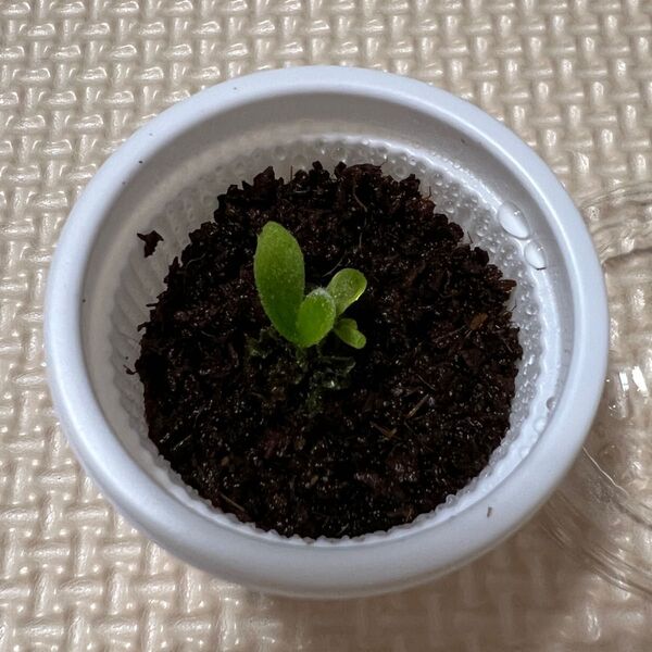 P.Ginka spore 胞子培養 前葉体 胞子体
