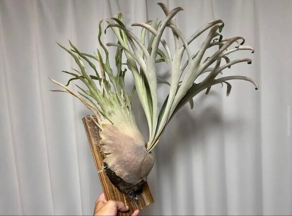 P. veitchii 'Auburn River' 胞子 ビカクシダ AR