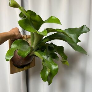 P.Hillii Panama ビカクシダ