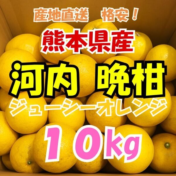 熊本県産 河内晩柑(ジューシーオレンジ)10kg 家庭用