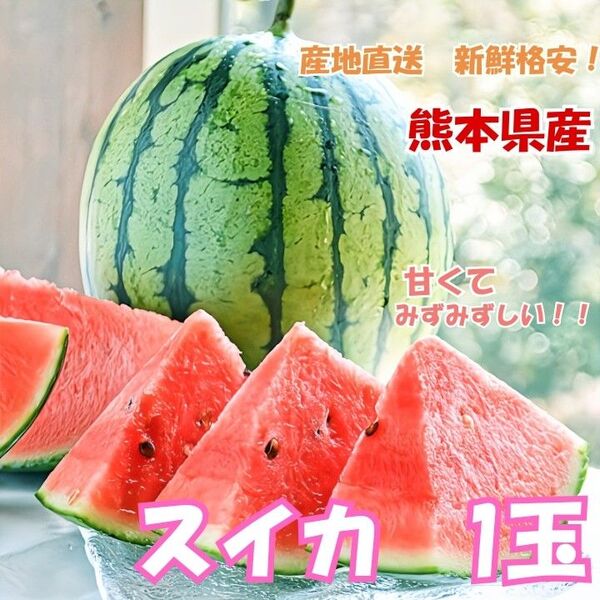 【熊本県産 植木スイカ Lサイズ相当 1玉 送料無料】