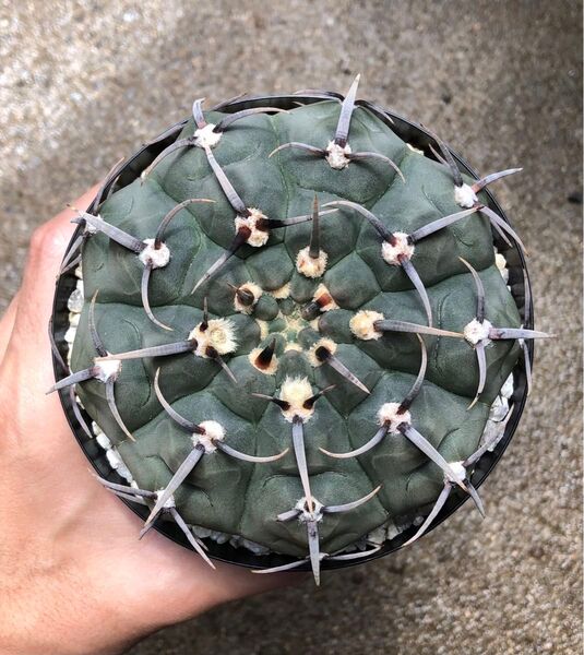バッテリー 実生 自根 サボテン ギムノカリキウム