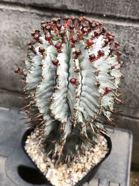 ホリダ 雌雄両花 子株付き ユーフォルビア ポリゴナ
