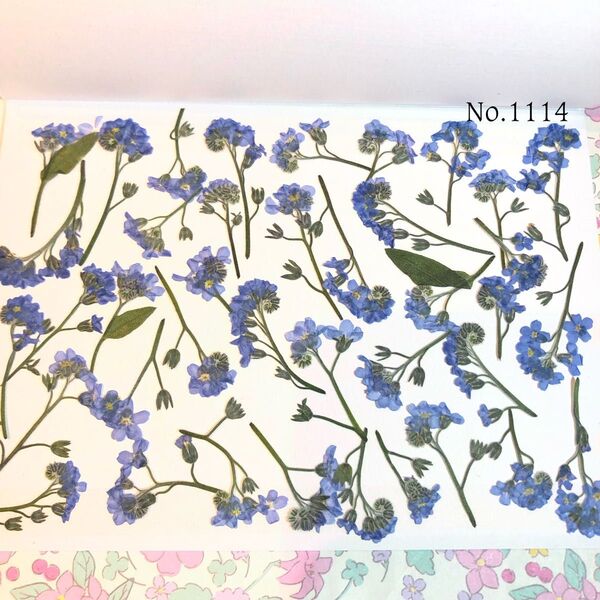 ☆new☆可愛い勿忘草押し花セット☆お得な押し花セット☆
