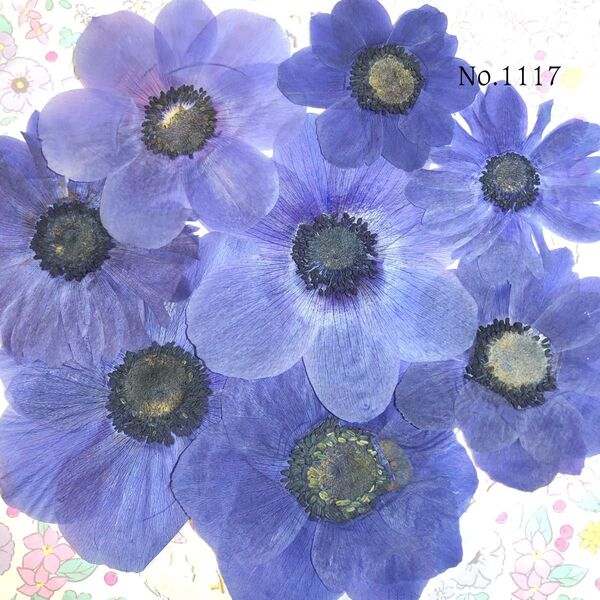 ☆人気商品☆アネモネ☆訳ありの押し花セット☆