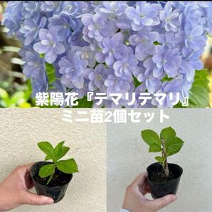 紫陽花『テマリテマリ』ミニ苗 2個セット ゆうパケットポスト アジサイ苗