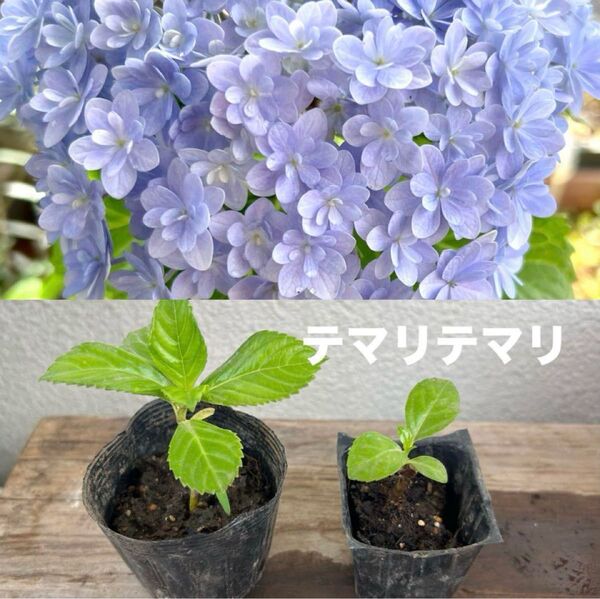 紫陽花『テマリテマリ』ミニ苗とチビ苗セット ゆうパケットプラス