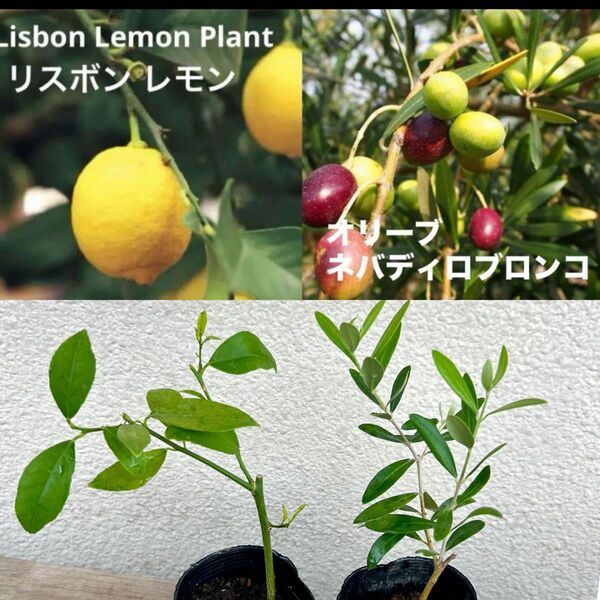 レモン リスボンとオリーブ ネバディロブロンコのミニ苗セット②