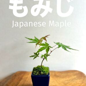 ミニ盆栽 もみじ 正角ケンガイ 深藍色の鉢
