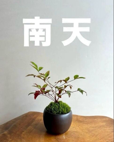 ミニ盆栽 南天 黒焦茶色の鉢