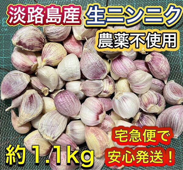 淡路島産生にんにく バラ 約1.1kg 農薬不使用【検索用】ニンニク 野菜 餃子 焼肉 アワジ あわじ 淡路島