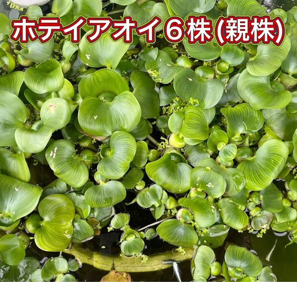 ホテイアオイ6株(親株) 【検索用】 水草 浮草 アマゾンフロッグピット 浮き草 姫ホテイ ミニホテイ