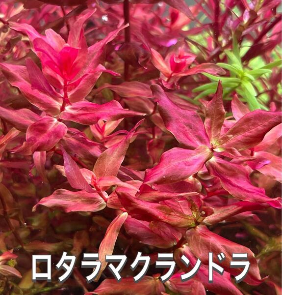 ロタラマクランドラ 5本