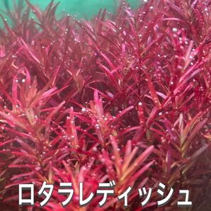 ロタラレディッシュ 10本