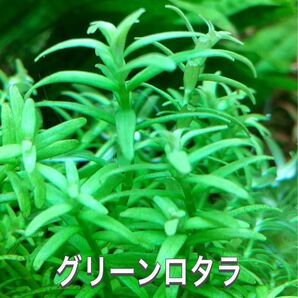グリーンロタラ水上葉 20本
