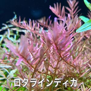 ロタラインディカ水上葉 20本