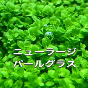 ニューラージパールグラス