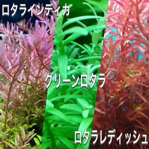 おすすめロタラ水上葉 3種各10本