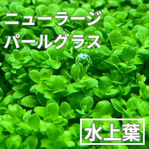 ニューラージパールグラス水上葉