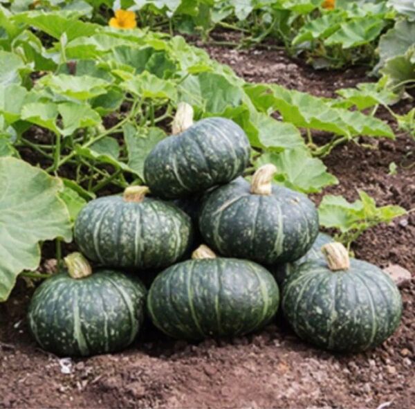 国産 かぼちゃの種 100粒