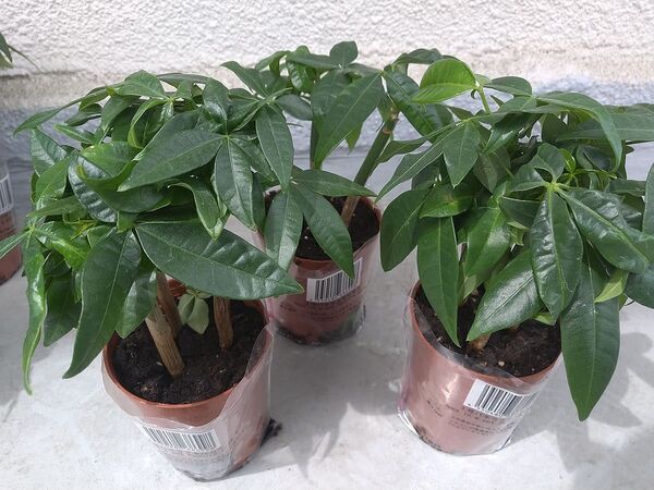 パキラ 実生苗 24本セット 観葉植物 インテリア 送料無料