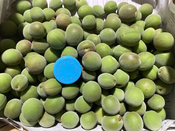 ◎無農薬自然栽培◎小さめ青梅◎2kg◎即発送◎カリカリ漬け◎梅干しなどに