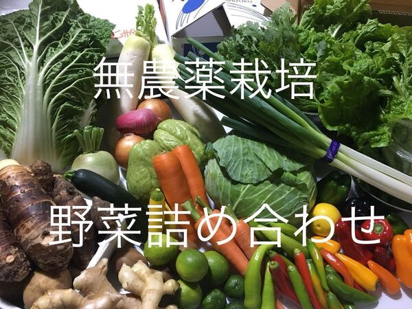 ◎無農薬栽培◎お野菜詰め合わせ◎キャベツ◎人参◎ブロッコリー◎タラの芽◎スナップえんどう◎そら豆◎カラーピーマン◎新玉ねぎ◎即発送